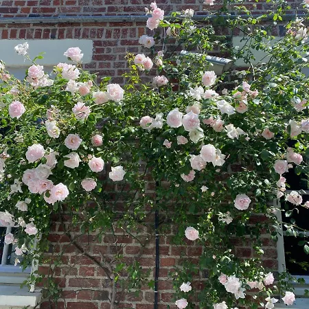 Nuit Celeste Bed & Breakfast *